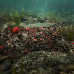 Delphin - Pellet box Reaxe READY&GO / Salmon-Crayfish