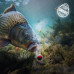 Delphin - D SNAX SHELL Wafter Rum-Cola