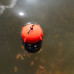 Korum - Floating Feeder Korum - Floating Feeder