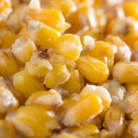 Mivardi - Ready-To-Go Maize 5kg Mivardi - Ready-To-Go Maize 5kg