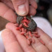 Preston Innovations - The ICM Maggot Feeder