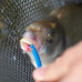 Preston Innovations - Floating Disgorger/Baiting Needle