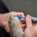 Preston Innovations - Floating Disgorger/Baiting Needle
