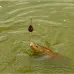 One More Cast - FC Feeder Rod & Reel Combo
